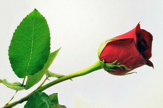Animals Zoo Park Single Red Rose Wallpaper For Desktop Background