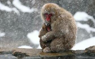 Japanese Macaque Wallpaper X Net