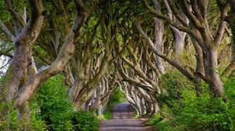 Wallpaper England Northern Ireland Dark Hedges Beech Alley