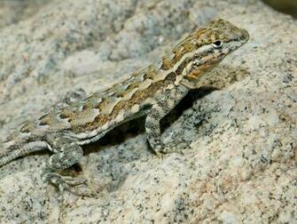 Lizard Wallpaper