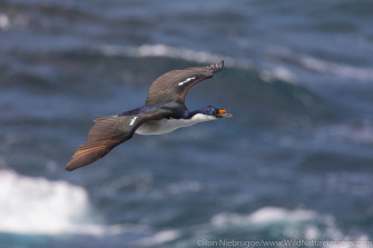 Imperial Shag Wallpaper