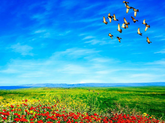 Birds Flying Wallpaper