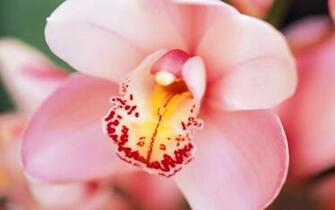 Pink Orchid Wallpaper