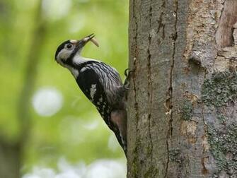 HD Wallpaper Desktop Woodpecker Birds