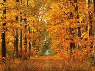 Autumn Animated Wallpaper Details And Link