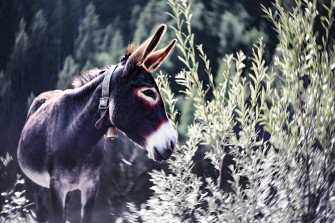 Donkey In Nature Wallpaper