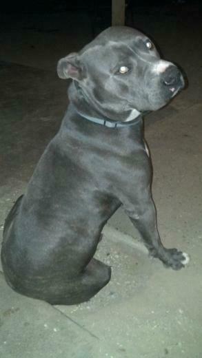 Blue Nose Pits What You Must Know About Them
