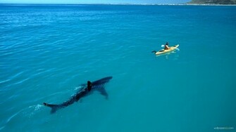 Shark Pursuit HD Wallpaper