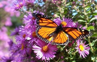 Monarch Butterfly Wallpaper HD Image 0anmpwf3 Yoanu