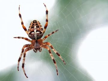 Spider Insect HD Wallpaper Wallpapertip
