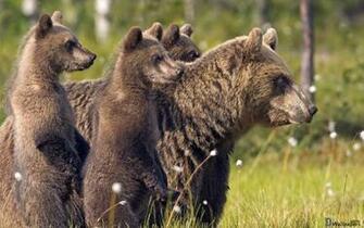 HD Wallpaper Picture Of Bears Cute Brown Bear