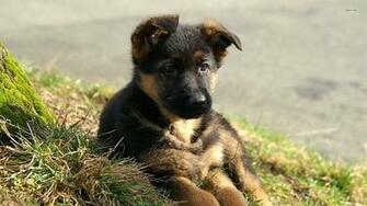 German Shepherd Wallpaper