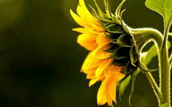 3d Sunflower Wallpaper On