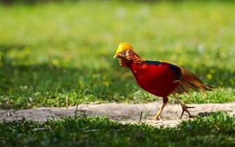 Golden Pheasant Full HD Wallpaper And Background