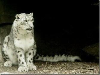 Snow Leopard Osx By Corwins