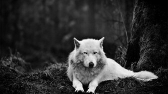 Wolf Wolves White Wallpaper