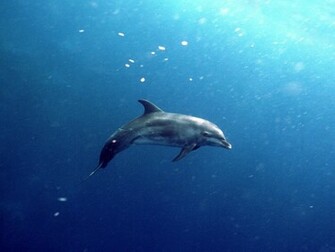 Best Wallpaper Dolphins
