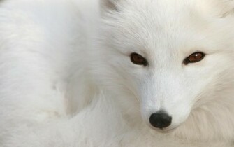 Study Fox Wallpaper Desktop