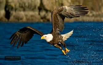 Wallpaper Fishing Eagle Beautiful Gallery