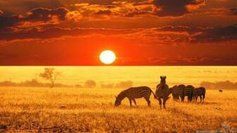 Safari Wallpaper