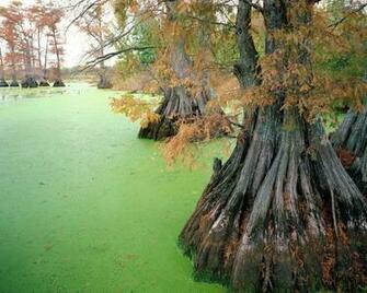Wallpaper Bog Trees Ooze Autumn Roots