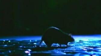 Mystery Of The Black Death Background Secrets Dead Pbs