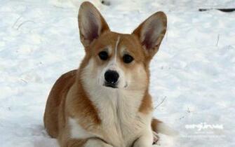 Corgi Ua Corwood Corgis Gallery Wallpaper