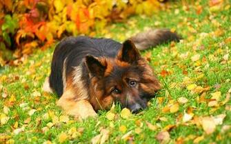 Dogs Image Cute Dog Wallpaper Photos