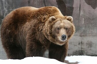 Grizzly Bear Pictures Bears HD Wallpaper For iPad