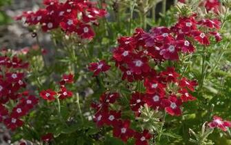 Very Nice Wonderfull Pink Flower High Resolution Pictures