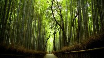 Bamboo Wallpaper HD Topwallpaper