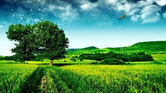 Beautiful Green Landscape Wallpaper Desktop