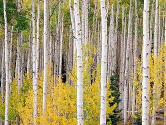 Aspen Tree Wallpaper