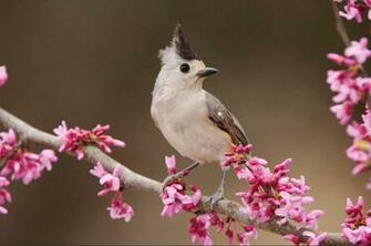 These Pictures Of Birds Displays The Attractive Colorful And