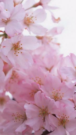 Pink Flower iPhone Wallpaper At Wallpaperbro