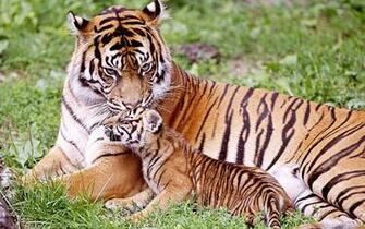 Mom And Baby Tiger Wallpaper