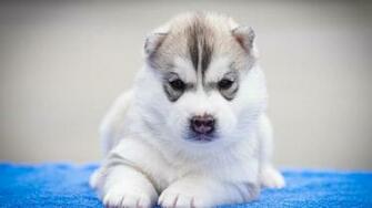 Husky Puppy Wallpaper