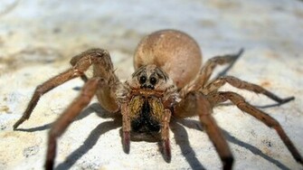 Scary Spider Wallpaper