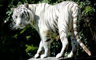 Rare White Tiger Fonds D Cran HD