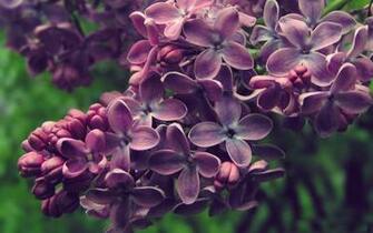 Lilac Bush Wallpaper And Image Pictures Photos