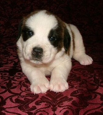 Saint Bernard Puppy Wallpaper X HD