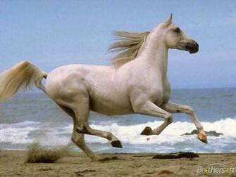 Running On Beach Time Machine August White Horse