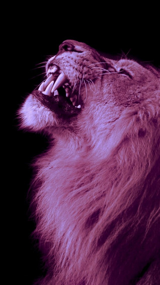 Pink Lion Papel Tap Z De Animales Fotos Salvajes