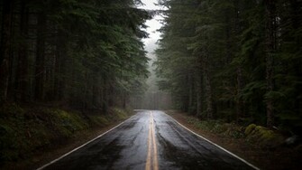 Rainy Forest Road Wallpaper MixHD