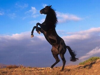 Paint Horses Wallpaper