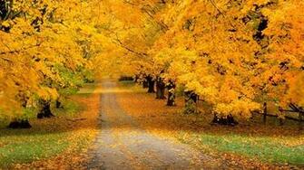 Park Autumn Leaves Yellow Track Wallpaper Background 4k Ultra HD