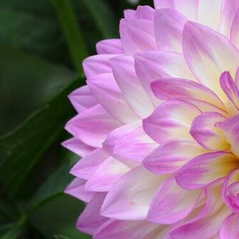 Wallpaper Dahlia Photo New iPad For Retina Display