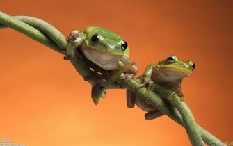 Cute Frogs Wallpaper Open Walls