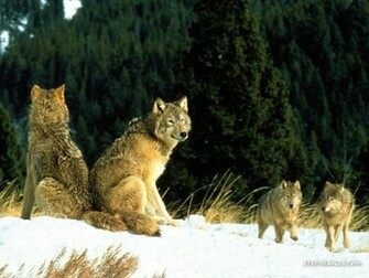 Wolfpack Wallpaper