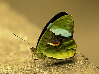 Green Butterfly Wallpaper